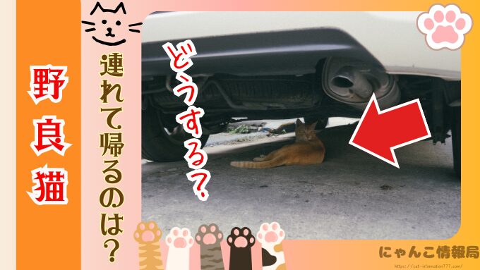 野良猫を連れて帰る　役所への連絡　ワクチン接種　飼い方