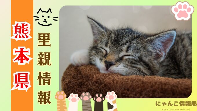 熊本県　猫　売れ残り　引き取れる　信用　里親　譲渡会　場所
