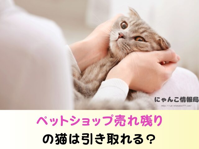 長崎県 ペットショップ 猫 売れ残り 信頼できる 里親 譲渡会 場所