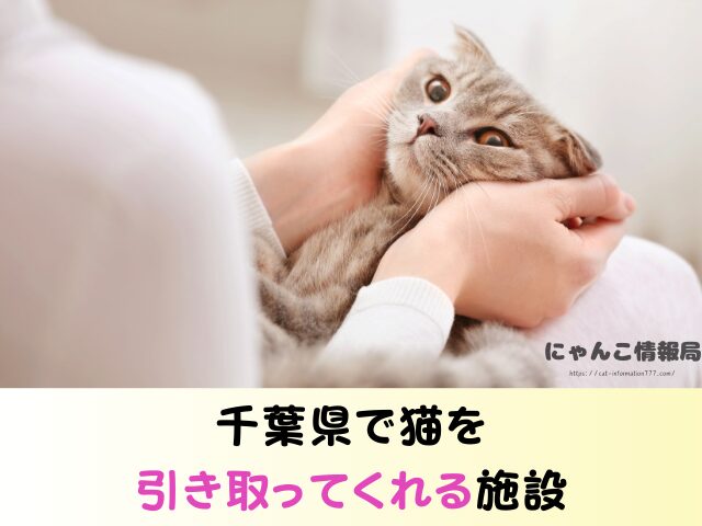 千葉県 猫を引き取ってくれる施設 信頼できる 動物愛護団体