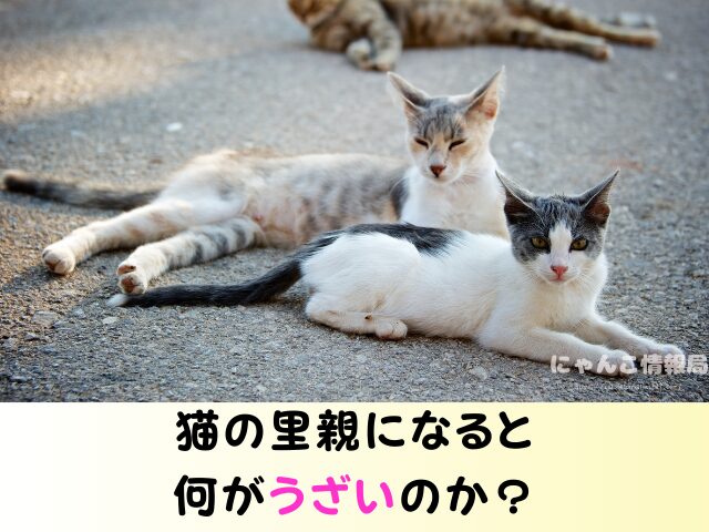 猫の里親になった後の連絡 うざい しつこい 電話 トラブル 回避方法