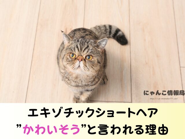 エキゾチックショートヘア かわいそう 言われる理由 ケージ 飼い方 注意点