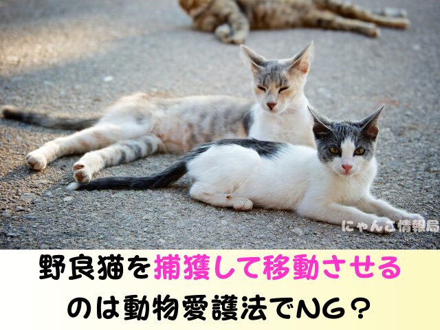 野良猫 捕獲 動物愛護法 追い出す どうしたらいい