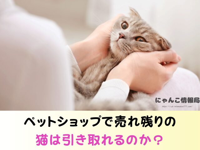 石川県 子猫差し上げます 里親募集 譲渡会 場所