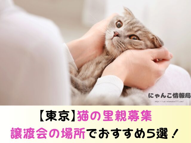 東京都 猫 里親募集 譲渡会 場所 おすすめ 保護猫カフェ