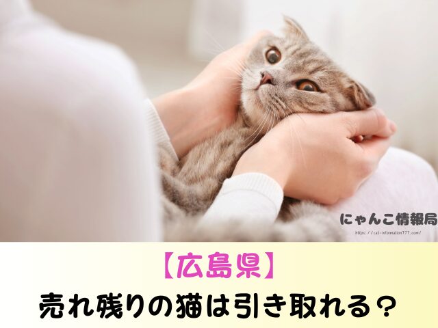 広島県 猫 ペットショップ売れ残りを引き取りたい 里親 費用 譲渡会 場所