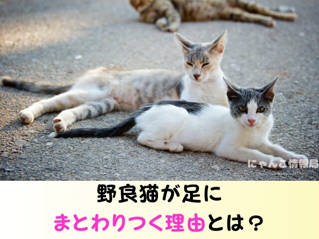 野良猫が足にまとわりつく理由 食べ物 欲しがっているサイン