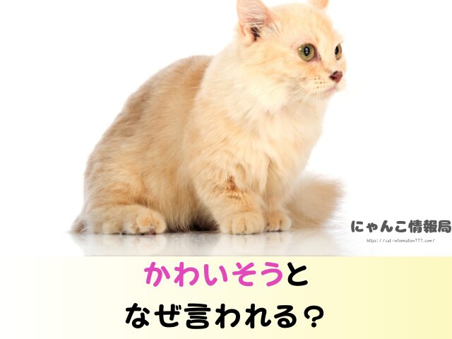 マンチカン 失敗 言われる理由 かわいそう ヤバい交配方法 販売