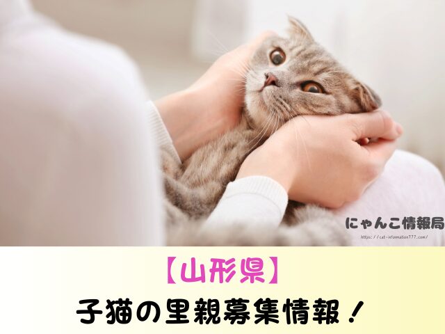 山形県 生まれたばかりの子猫 里親募集 譲渡会 場所