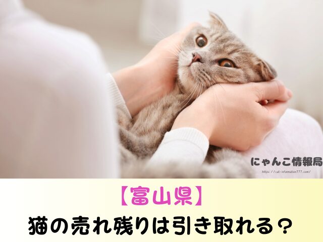 富山県 猫 ペットショップ売れ残りを引き取りたい 里親 費用 譲渡会 場所