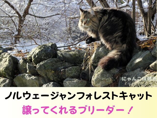 ノルウェージャンフォレストキャット 里親 募集 無償 子猫 譲ります