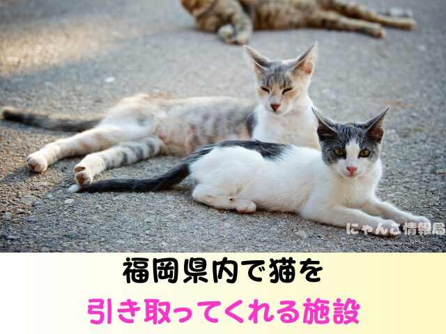 福岡 猫を引き取ってくれる施設 場所 どこ 信頼 動物愛護団体