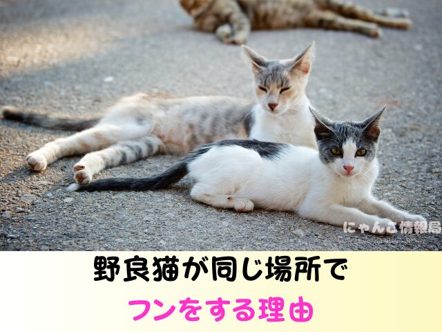 野良猫 同じ場所 フンをする理由 臭い 処理 困った 対処法