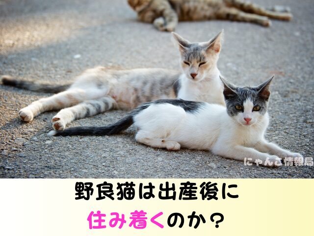 野良猫 出産後 移動するのか 出産前 行動 出産時期