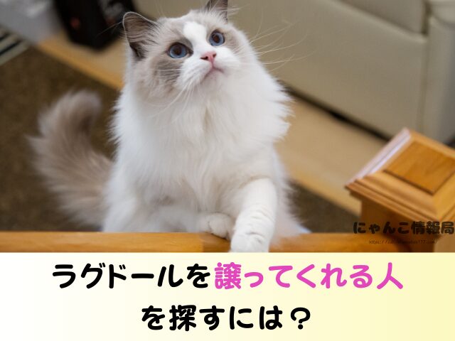 ラグドール 子猫 譲ります 無料 差し上げます 里親募集