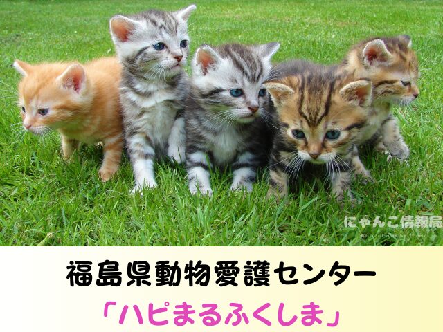 福島県 猫 里親募集 譲渡会 場所 売れ残り その後