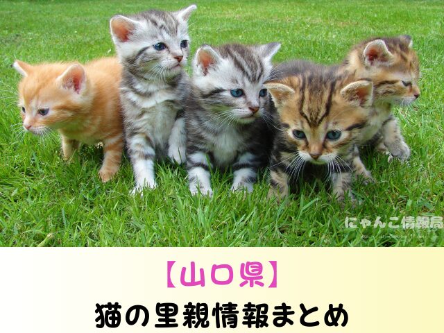 山口県 猫 ペットショップ売れ残りを引き取りたい 里親 費用 譲渡会 場所