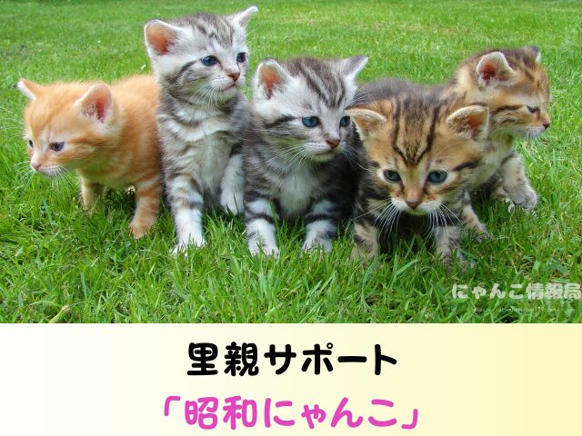 愛知県 猫を引き取ってくれる施設 信頼 動物愛護団体