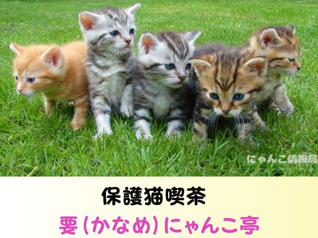 東京都 猫 里親募集 譲渡会 場所 おすすめ 保護猫カフェ