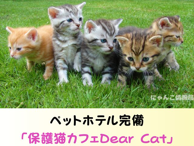 奈良県 猫 ペットショップ売れ残りを引き取りたい 里親 費用 譲渡会 場所