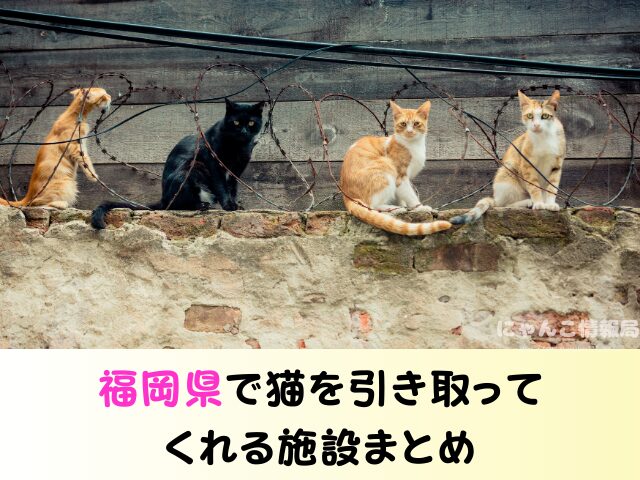 福岡 猫を引き取ってくれる施設 場所 どこ 信頼 動物愛護団体