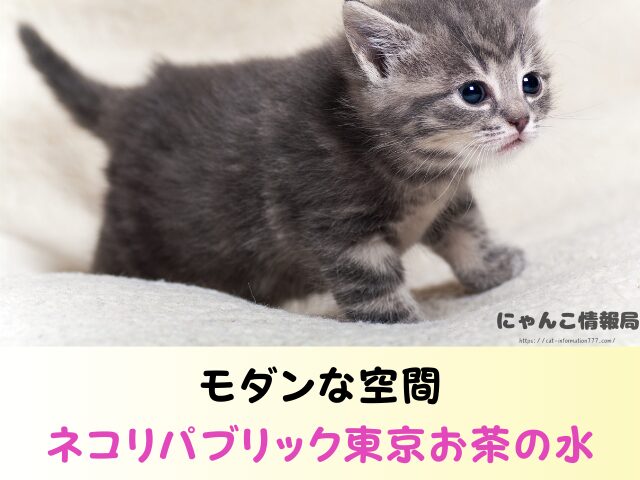 東京都 猫 里親募集 譲渡会 場所 おすすめ 保護猫カフェ
