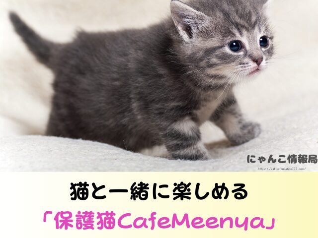 奈良県 猫 ペットショップ売れ残りを引き取りたい 里親 費用 譲渡会 場所