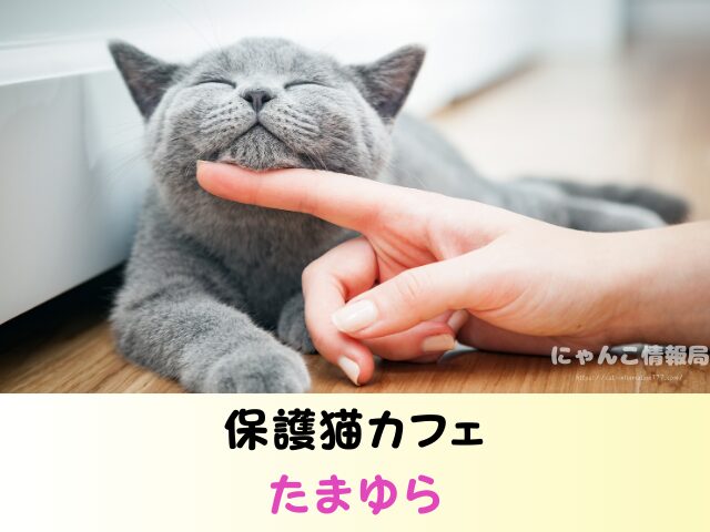 東京都 猫 里親募集 譲渡会 場所 おすすめ 保護猫カフェ