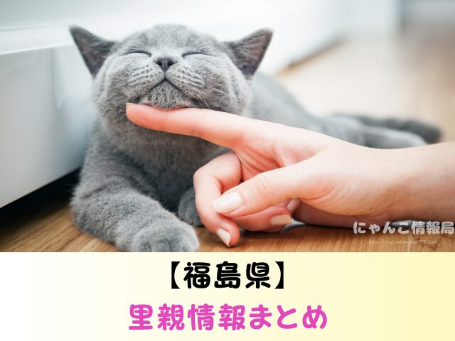 福島県 猫 里親募集 譲渡会 場所 売れ残り その後