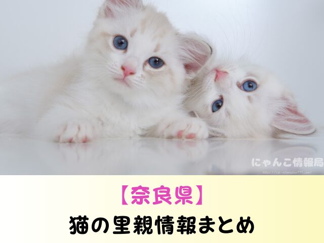 奈良県 猫 ペットショップ売れ残りを引き取りたい 里親 費用 譲渡会 場所