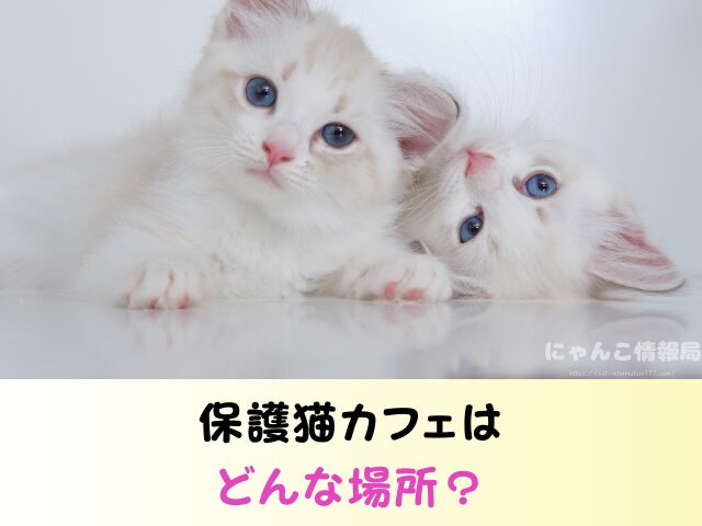 東京都 猫 里親募集 譲渡会 場所 おすすめ 保護猫カフェ
