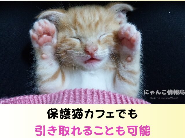 東京都 猫 里親募集 譲渡会 場所 おすすめ 保護猫カフェ