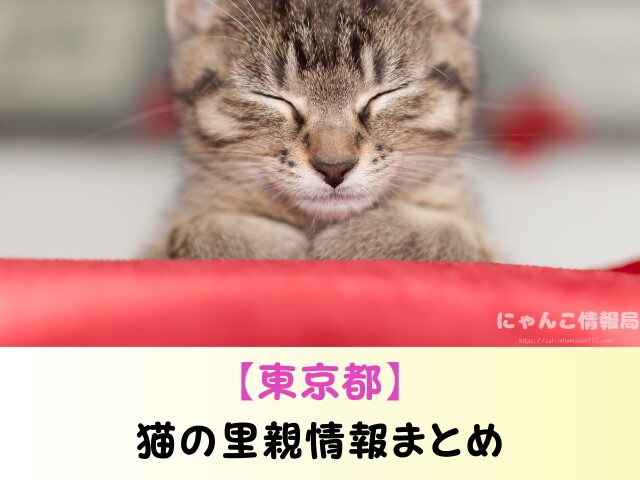 東京都 猫 里親募集 譲渡会 場所 おすすめ 保護猫カフェ