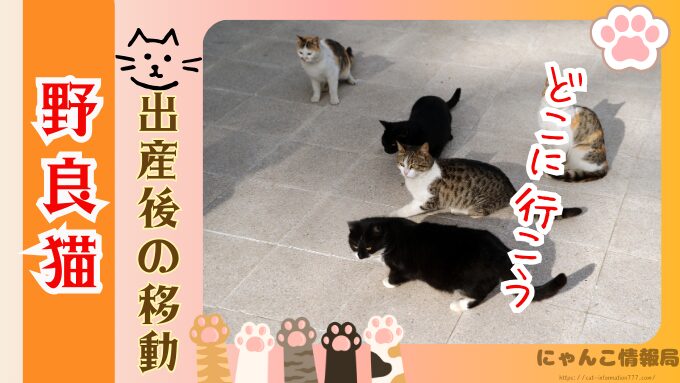 野良猫　出産後　移動するのか　出産前　行動　出産時期
