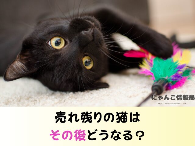 岐阜県 猫 ペットショップ売れ残りを引き取りたい 里親 無料 譲渡会 場所