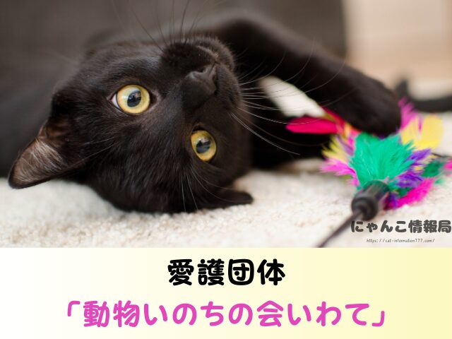 岩手県 猫 無料 里親 譲渡会 場所 引き取るための準備物