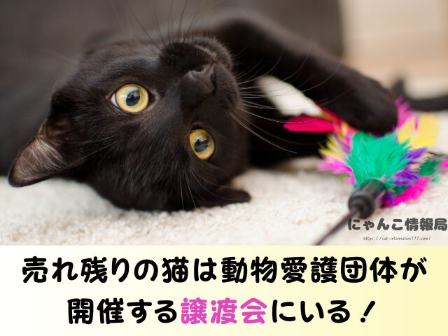 長崎県 ペットショップ 猫 売れ残り 信頼できる 里親 譲渡会 場所
