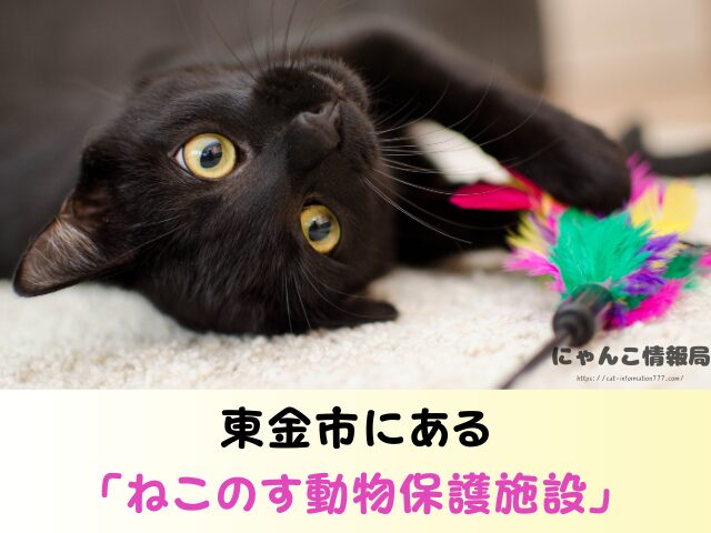 千葉県 猫を引き取ってくれる施設 信頼できる 動物愛護団体