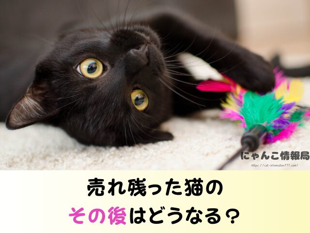 福井県 ペットショップ 猫 売れ残り 引き取れる 里親 譲渡会 場所