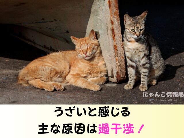 猫の里親になった後の連絡 うざい しつこい 電話 トラブル 回避方法