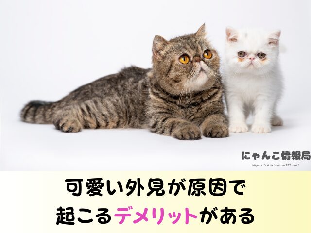 エキゾチックショートヘア かわいそう 言われる理由 ケージ 飼い方 注意点