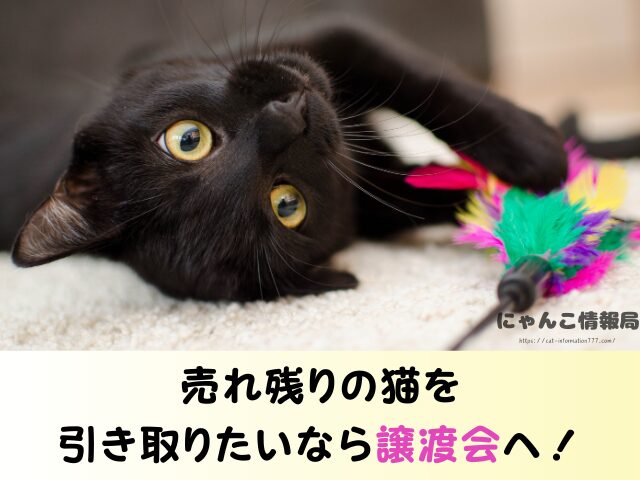 福島県 猫 里親募集 譲渡会 場所 売れ残り その後