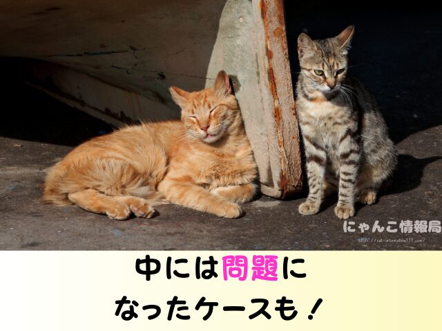 野良猫 捕獲 動物愛護法 追い出す どうしたらいい