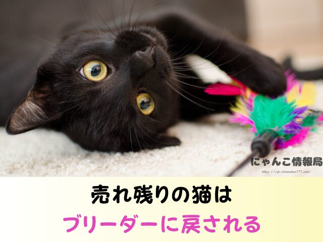 石川県 子猫差し上げます 里親募集 譲渡会 場所