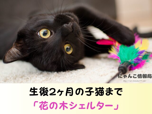 愛知県 猫を引き取ってくれる施設 信頼 動物愛護団体