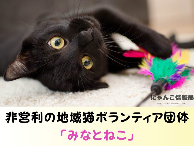 東京都 猫 里親募集 譲渡会 場所 おすすめ 保護猫カフェ