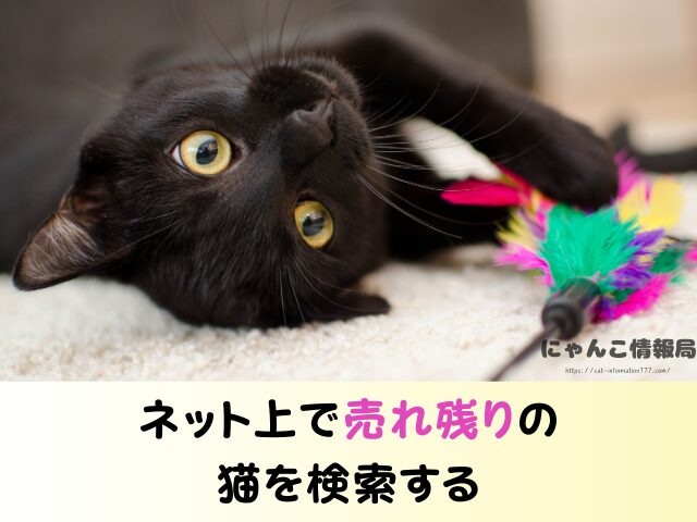 福岡県 ペットショップ 猫 売れ残りを引き取りたい 里親募集 譲渡会