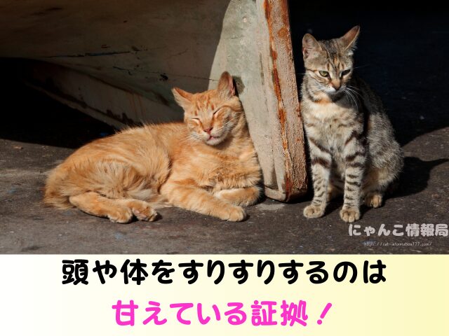 野良猫が足にまとわりつく理由 食べ物 欲しがっているサイン