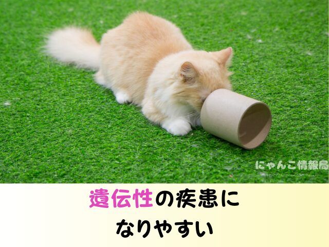 マンチカン 失敗 言われる理由 かわいそう ヤバい交配方法 販売