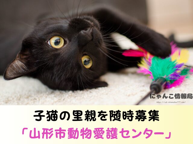 山形県 生まれたばかりの子猫 里親募集 譲渡会 場所